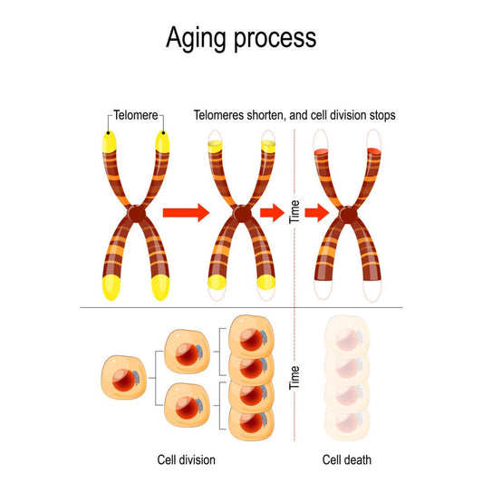 What is a Telomere and Why is it Important for Healthy Aging? - OlivinoLife, Inc.
