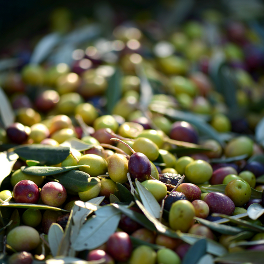 Why are Olives the Main Fruit in Olivino?